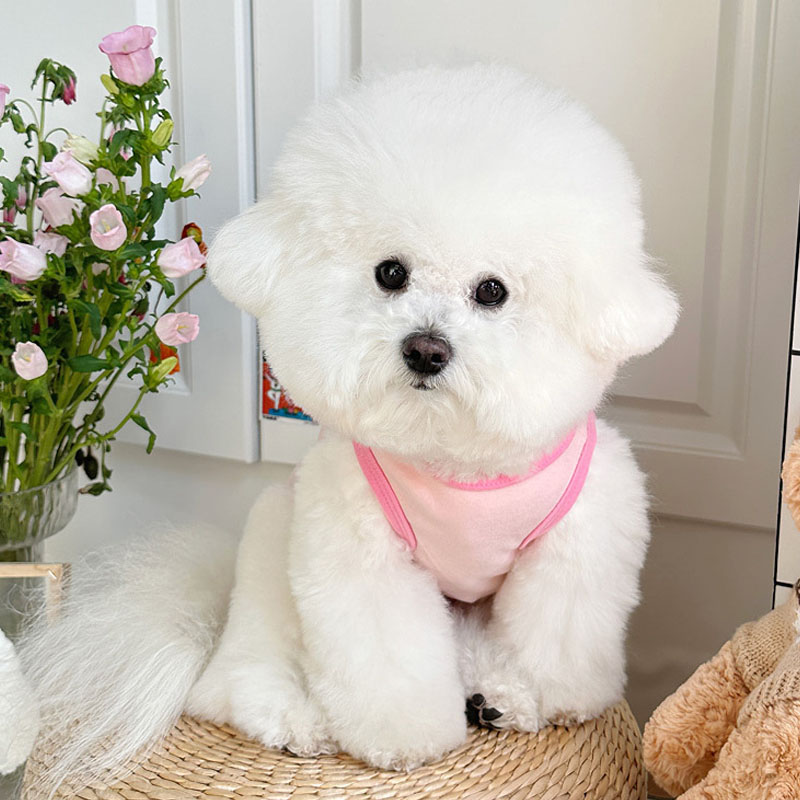 Pakaian Anjing Kartun Tanpa Le - Pet Supplies York ulasan dan harga